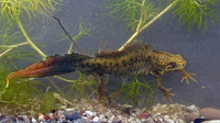 Adult male. April 2008, near Strugari, ME