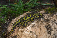 Adult male terrestrial phase. April 2012, Burgos, Castilia-Leon, ES