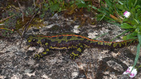 Adult female terrestrial phase. April 2012, Burgos, Castilia-Leon, ES