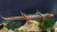 Underside pinkish with black dots