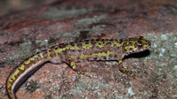 Adult male terrestrial phase. December 2010, PN Alcornocales, Andalusia, ES