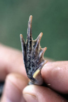 Pale metatarsal tubercle, webbing indented