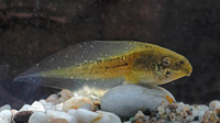 Tadpole. March 2007, Andujar, Andalusia, ES