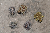 Colour pattern variation. May 2007, Sfantu Gheorghe, Danube Delta, Tulcea, RO