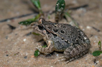Nominate subspecies, spotted morph. December 2010, Cota Doñana, Andalusia, ES