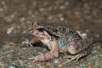 D. g. jeanneae. December 2010, La Sauceda, PN Alcornocales, Andalusia, ES