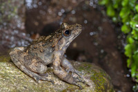 August 2019, Ota, Corse-de-Sud, FR