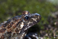 Rounded snout. August 2019, W of Col de Verghio, Corse-du-Sud, FR