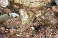 Eggs of Discoglossus ssp. in single layer ('carpet'). April 1999, Gorges de Spelunca, Corse-du-Sud, FR