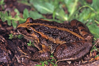 Striped morph. April 2005, Monte Pelegrino, Palermo, Sicily, IT