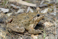 Spotted morph. April 2007, valley towards Chadwick Lakes, MT