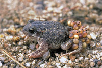 Male with eggs. October 2003, Charcas de los Camorchos, Madrid, ES