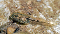 Tadpole. April 2006, Sierra de Cazorla, Andalusia, ES