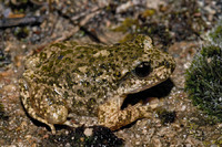 April 2006, Vadillo Castril, Sierra de Cazorla, Andalusia, ES