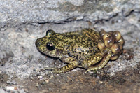 Male with eggs. July 2005, E Sierra Tramuntana, Mallorca, ES