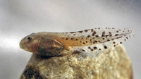Tadpole. July 2005, Torrent d'és Llorés, east of Soller, Mallorca, ES