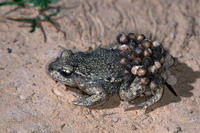 Nominate subsp. male with eggs. May 2001, Ganzemanshoeve, Neerijse, BE