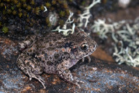 Nominate subsp. April 2012, Villaescusa del Butron, Castilia-Leon, ES