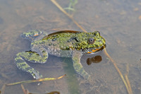 Green backed individual. May 2007, Doamna woods, Peatr Neamt, RO