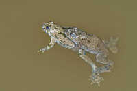 Amplexus. May 2007, Doamna woods, Peatr Neamt, RO