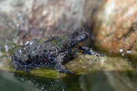 B. v. pachypus. April 2010, Aspromonte, Calabria, IT