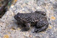 B. v. scabra. April 2001, Dadia forest, Thrace, GR