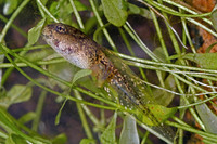 Tadpole. April 2006, near Huelva, Andalucia, ES