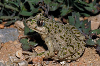 P. p. hespericus. April 2006, Vélez-Blanco, Andalusia, ES