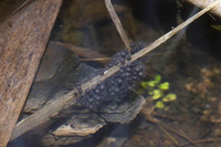 Egg clutch. April 2012, Auberchicourt, dept. Nord, FR