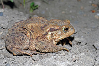 Adult female. May 2007, Barnova forest, Iasi, RO