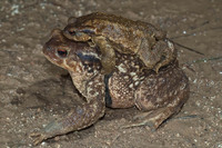 Amplexus. December 2010, Vila do Bispo, Algarve, PT
