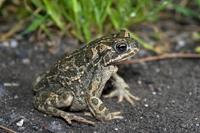 B. b. siculus. May 2010, fiume Simeto, Sicily, IT