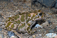B. v. sitibundus. October 2011, Kokkimidis road, Symi, Dodecanese, GR