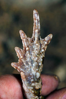 Hind foot, tubercles not paired