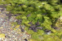 Tadpoles near complete metamorphosis. June 2011, near Fatsadhika, Kythera, GR
