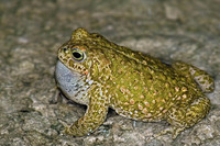 Calling male. April 2006, Vélez-Blanco, Andalusia, ES