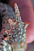 Hind foot, tubercles paired