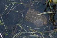Amplexus laying eggs. April 2012, Liévin, dept. Pas-de-Calais, FR