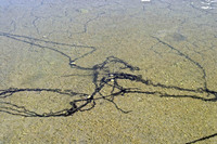 Egg strings. April 2006, Vélez-Blanco, Andalusia, ES