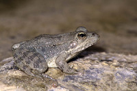Formerly k.a. Pelophylax cerigensis. December 2005, Argoni, Karpathos, GR