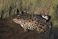 June 2002, Lac du Salagou, Clermont-l'Hérault, Frankrijk