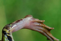 Metatarsal tubercle high, almost symmetrical