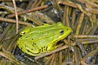 Male during breeding period. June 2010, Catspoele, Delleboersterheide, Prov. Friesland, NL