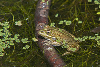 Nominate subsp. June 2018, Arkutino swamp, BG
