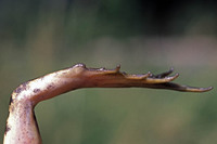 Metatarsal tubercle higher than in P. ridibundus