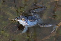 Nominate subsp. male in breeding colours. March 2013, Limburg, BE