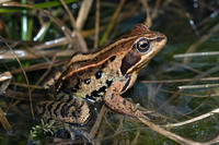 Nominate subsp. female. March 2013, Limburg, BE