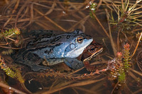 Amplexus. March 2015, Limburg, BE