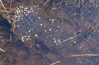 Egg clump, some eggs affected by mold. March 2003, Kalmthoutse Heide, BE