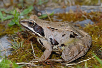 R. a. wolterstorffi. May 2007, Reci reserve, Covasna, RO